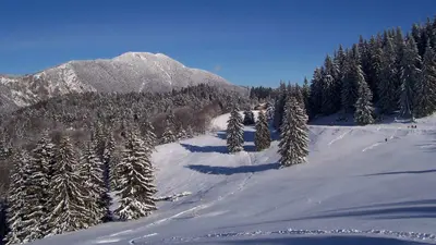 Tannenwald mit Bergen und schneebedeckten Wanderwegen