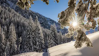 Winter in den Wäldern von Liechtenstein