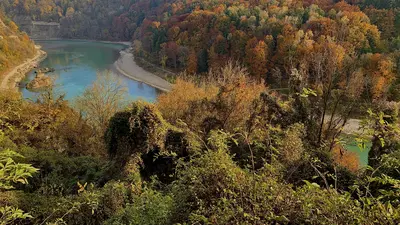 Herbstlicher Wald in der Region Inn-Salzach