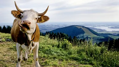 Kuh mit Chiemgau-Panorama