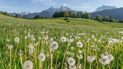 Löwenzahn vor dem Watzmann