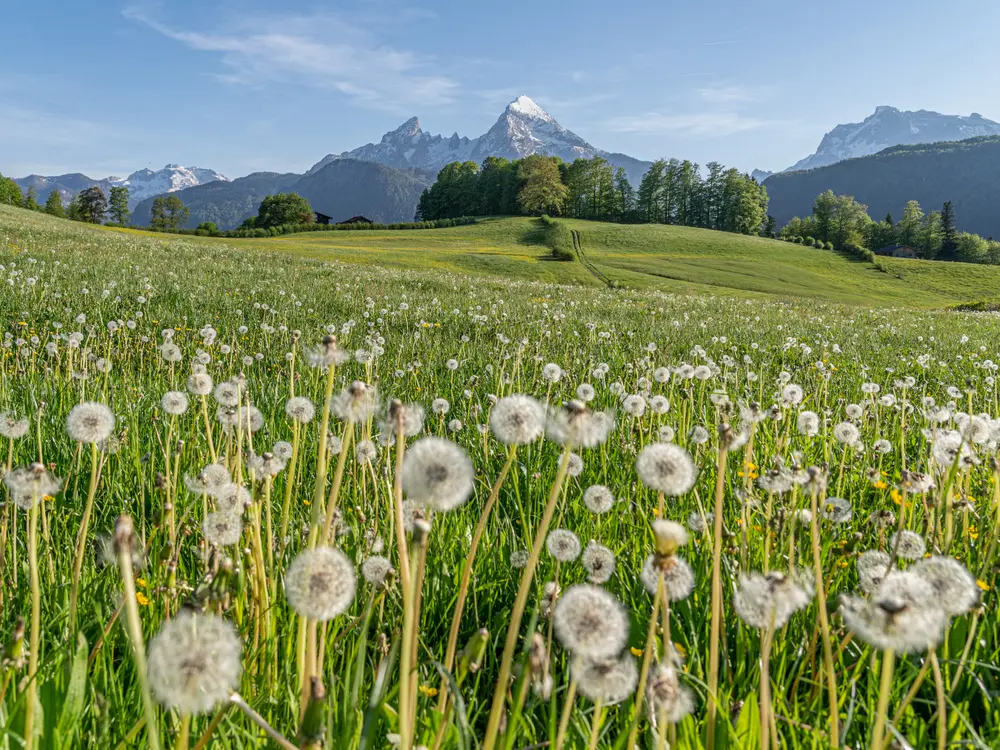 Blick über eine Sommerwiese im Berchtesgadener Land