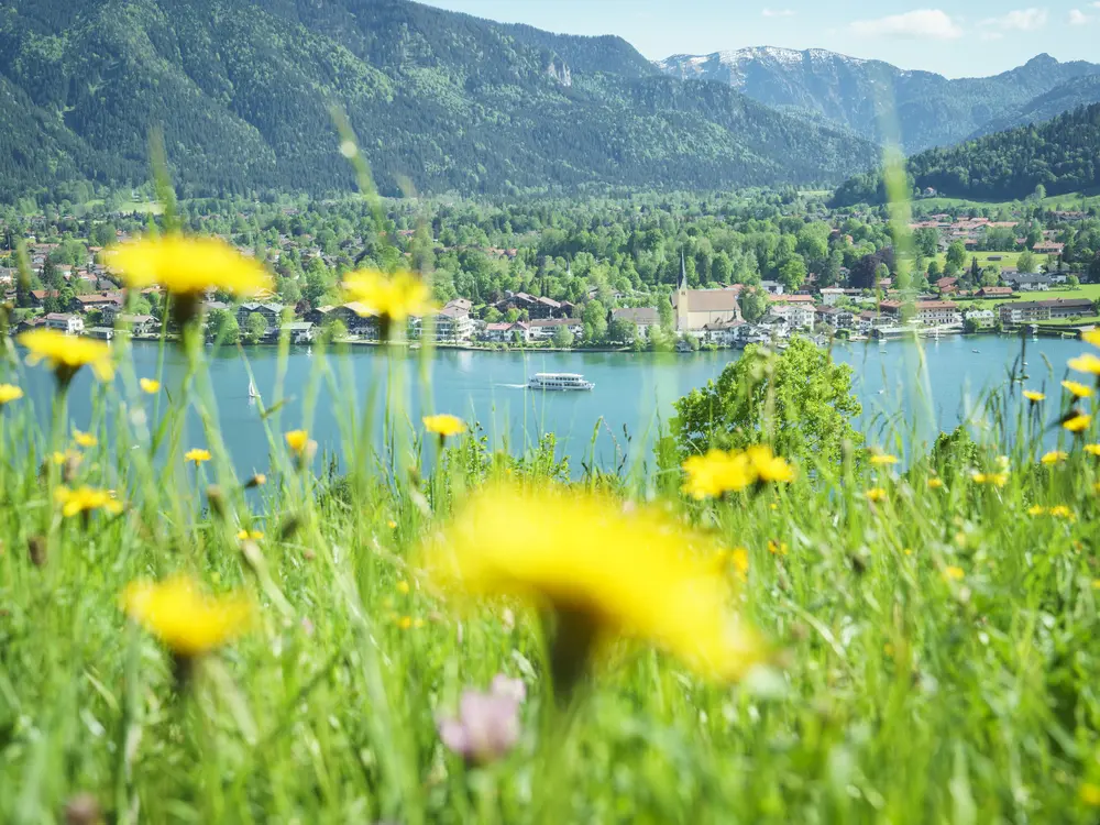 Blick über eine Blumenwiese am Tegernseer