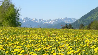 Löwenzahnfeld mit Bergkulisse