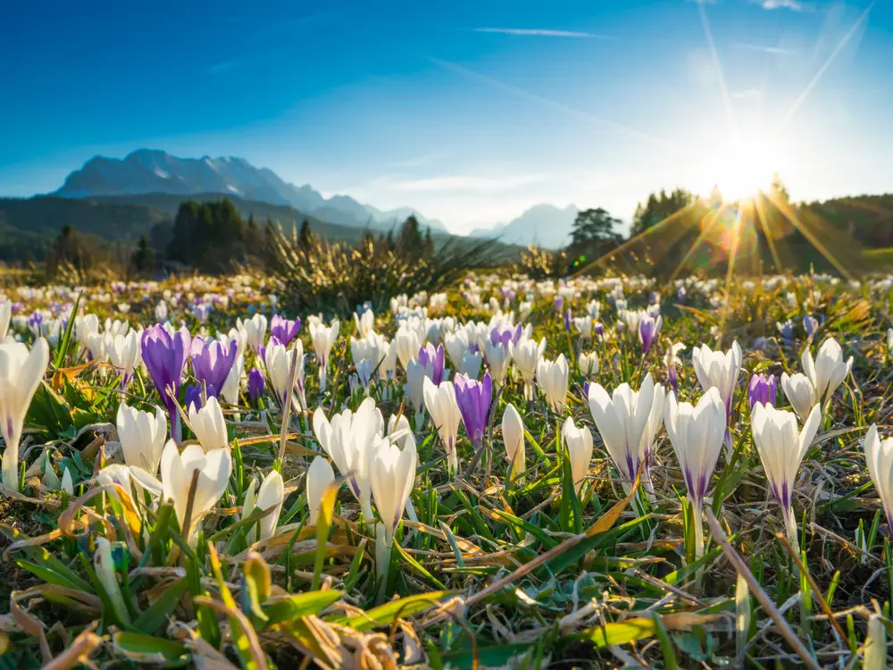 Krokuswiese bei Krün