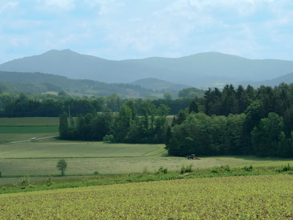 Der Goldsteig zwischen Furth und Koetzting