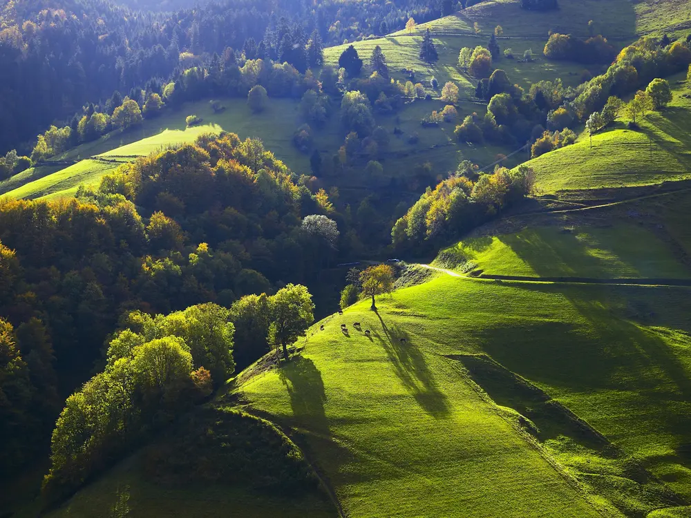 Ferienregion Schwarzwald: Blick auf die steilen Talhänge im Münstertal im südlichen Schwarzwald.