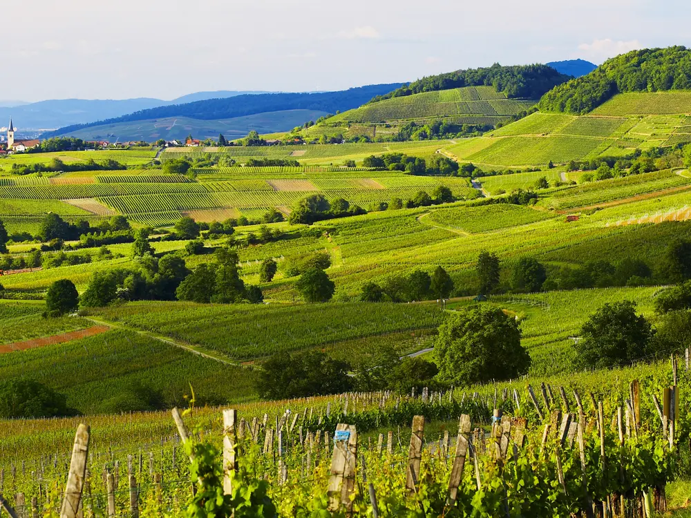 Zwischen Rhein und Schwarzwaldbergen liegt das Markgräflerland. Es beginnt im Süden bei Freiburg und reicht bis Weil am Rhein. Die Weinberge ziehen sich bis zu den Schwarzwaldwäldern empor, heimelige 