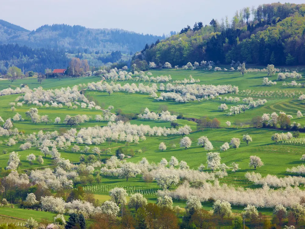 Zwischen Rhein und Schwarzwaldbergen liegt das Markgräflerland. Es beginnt im Süden bei Freiburg und reicht bis Weil am Rhein. Die Weinberge ziehen sich bis zu den Schwarzwaldwäldern empor, heimelige 