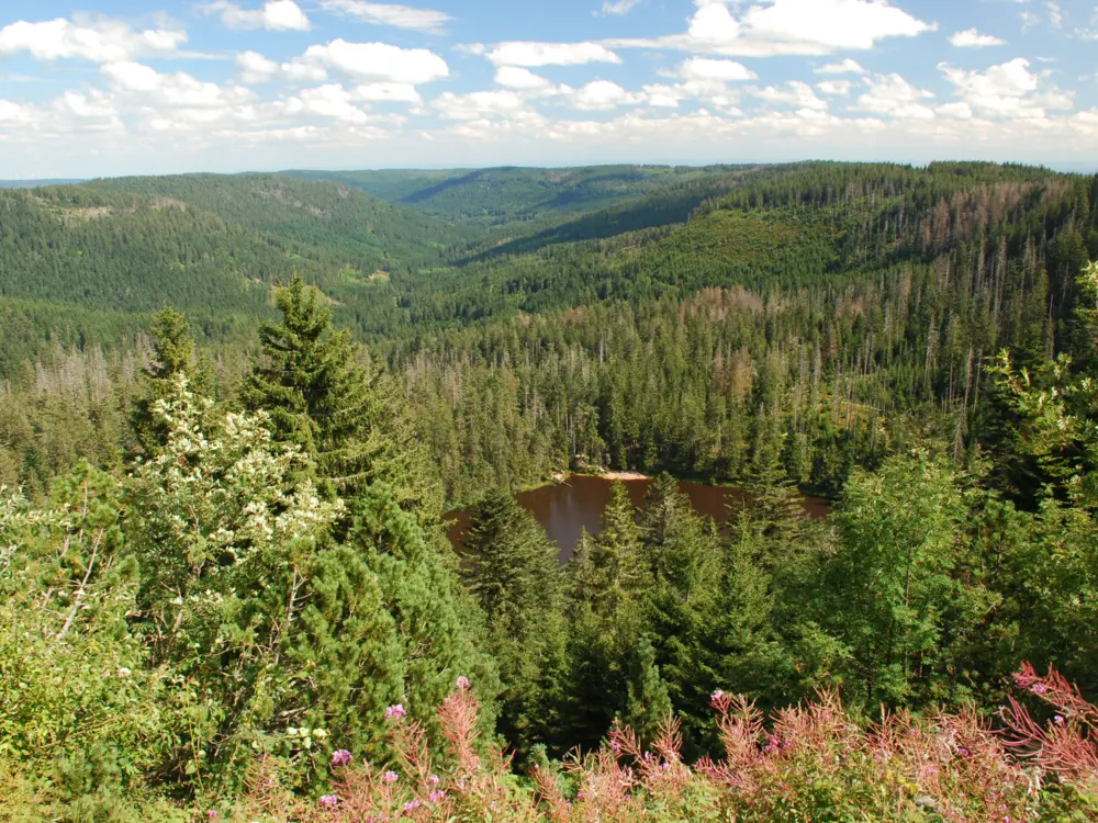 Wilder See im Naturschutzgebiet Bannwald