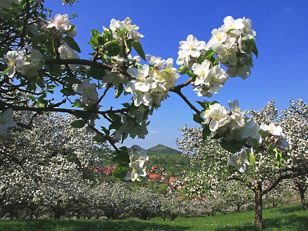 Apfelblüte in Hepsisau