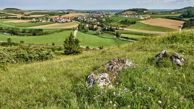 Rieslandschaft