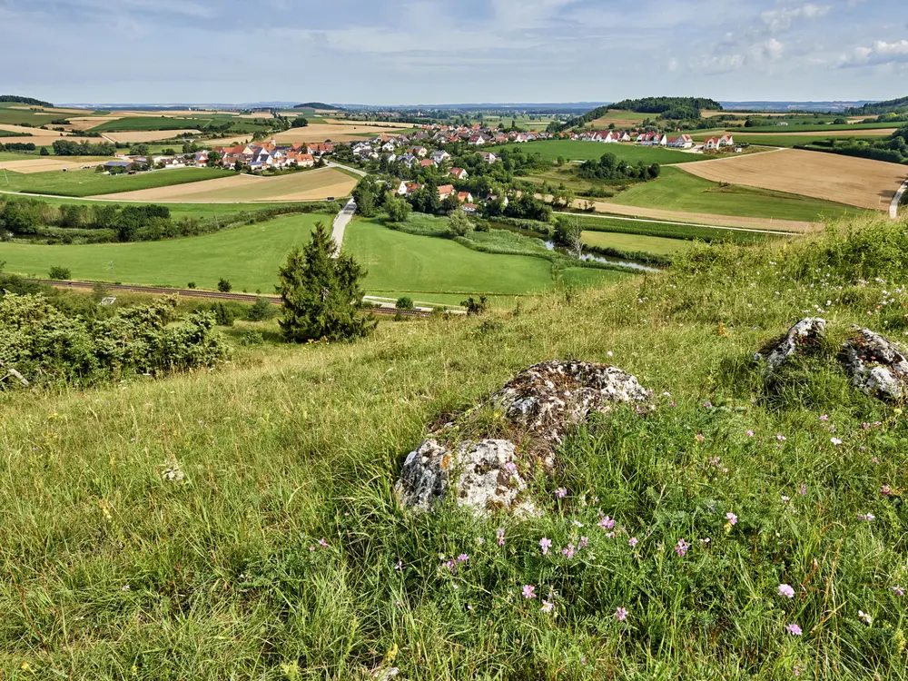Rieslandschaft