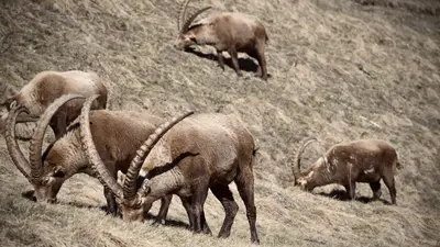 Steinböcke sind im Engadin allgegenwärtig