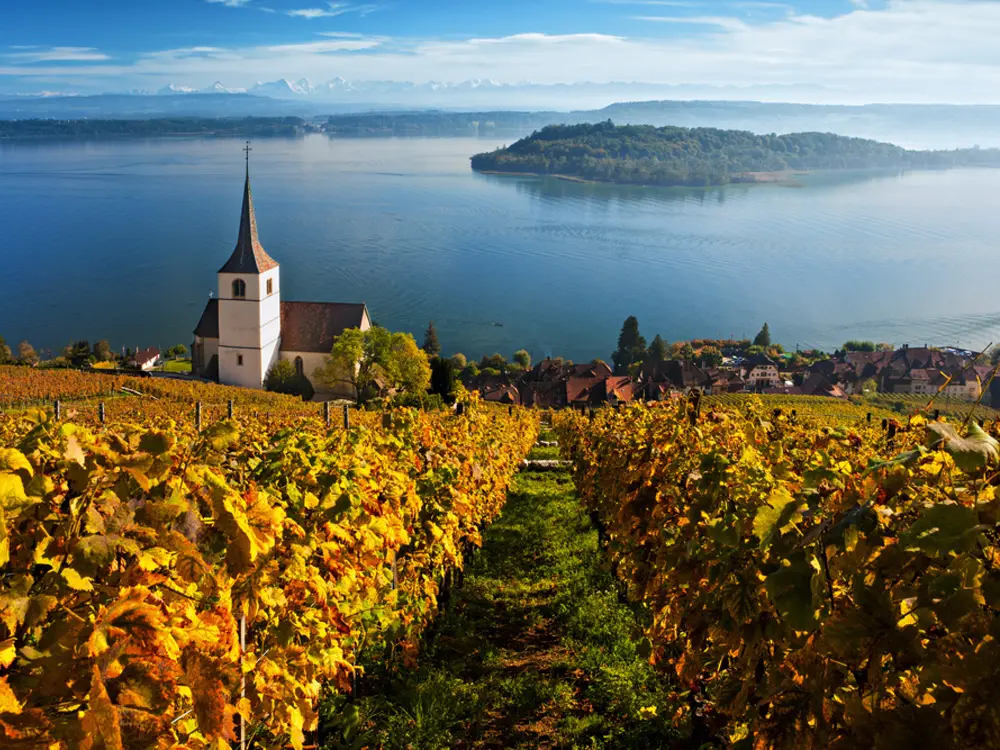 Blick auf Ligerz am Bielersee und die St. Petersinsel