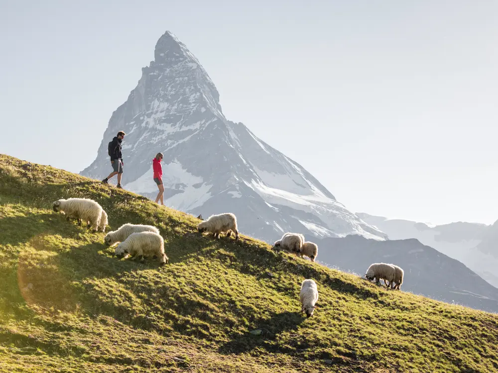 Wanderer vor dem Matterhorn in Zermatt