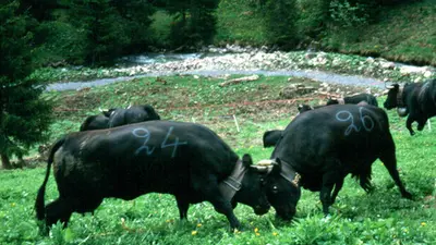 Vache combat - Kampf der Kühe