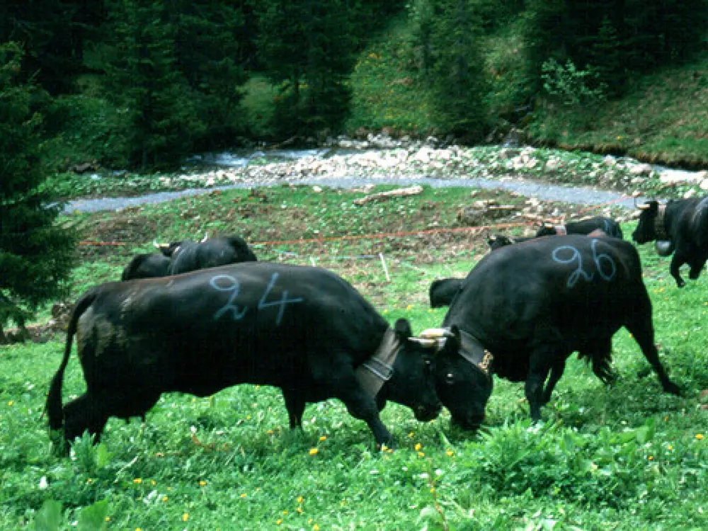 Vache combat - Kampf der Kühe