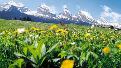 Frühlingshafte Churfirstenkette in Toggenburg