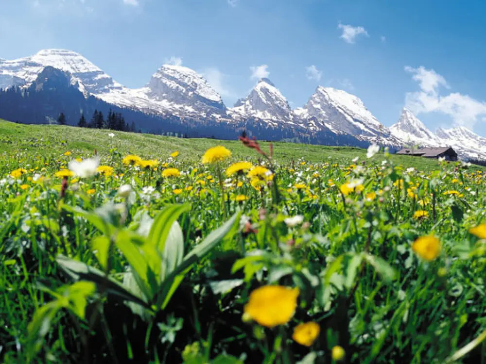 Frühlingshafte Churfirstenkette in Toggenburg