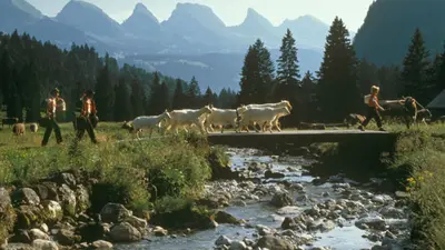 Alpaufzug im Toggenburg