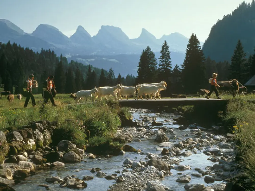 Alpaufzug im Toggenburg