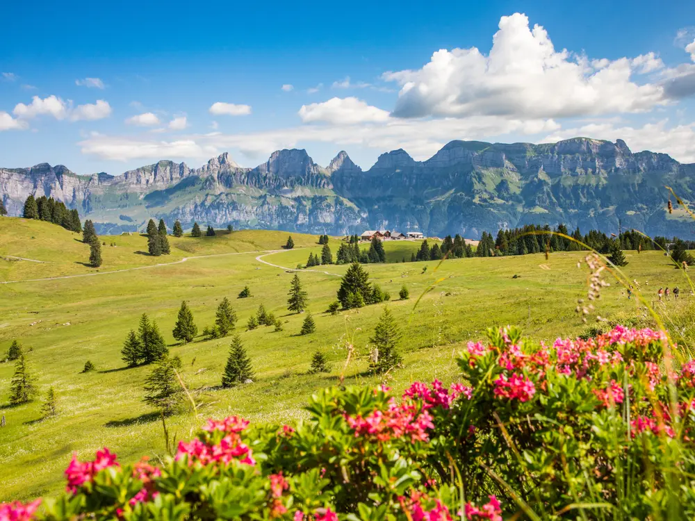Bergfrühling mit Blick auf die Churfirsten