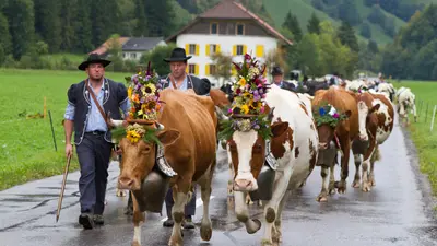 Alpabzug in der Region Les Paccots