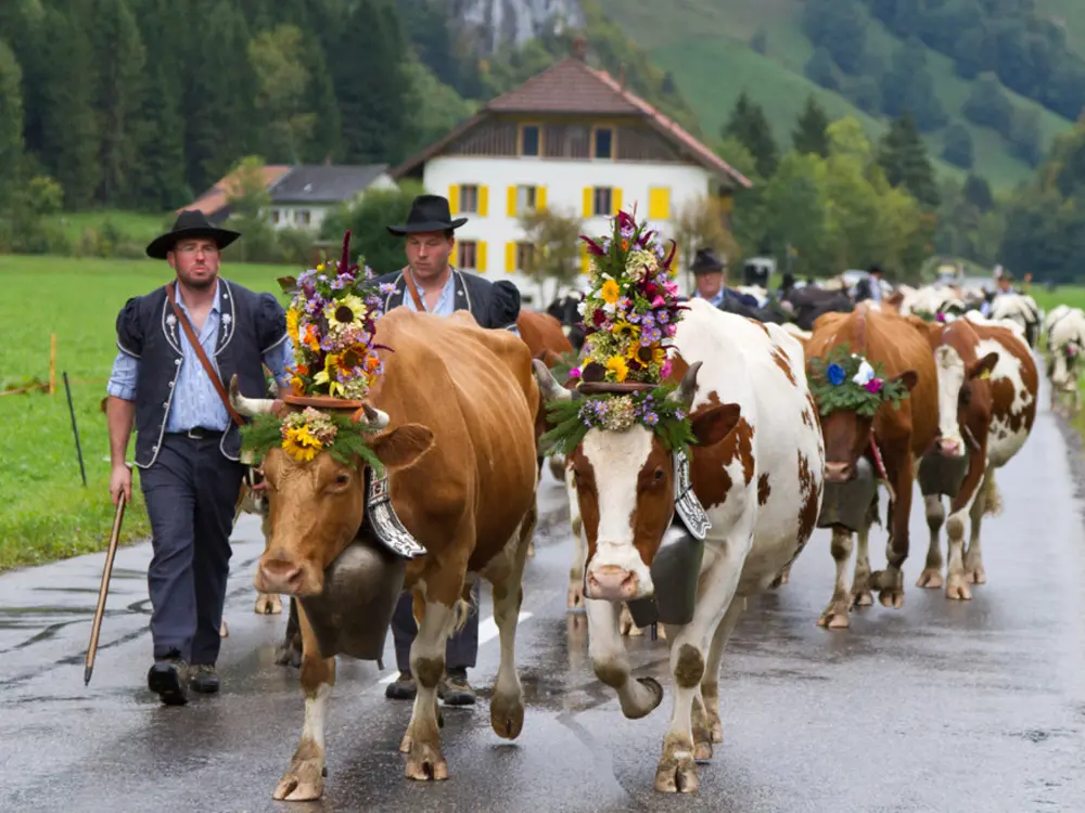 Alpabzug in der Region Les Paccots
