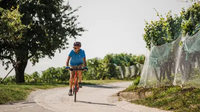 Radfahrer in den Weinbergen am Mont Vully