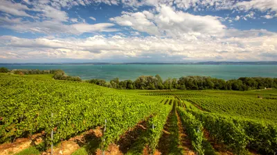 Weinberge an den Hängen des Neuenburgersees