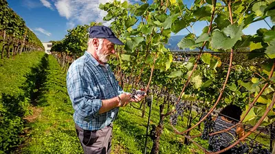 Winzer im Weinberg bei Thal