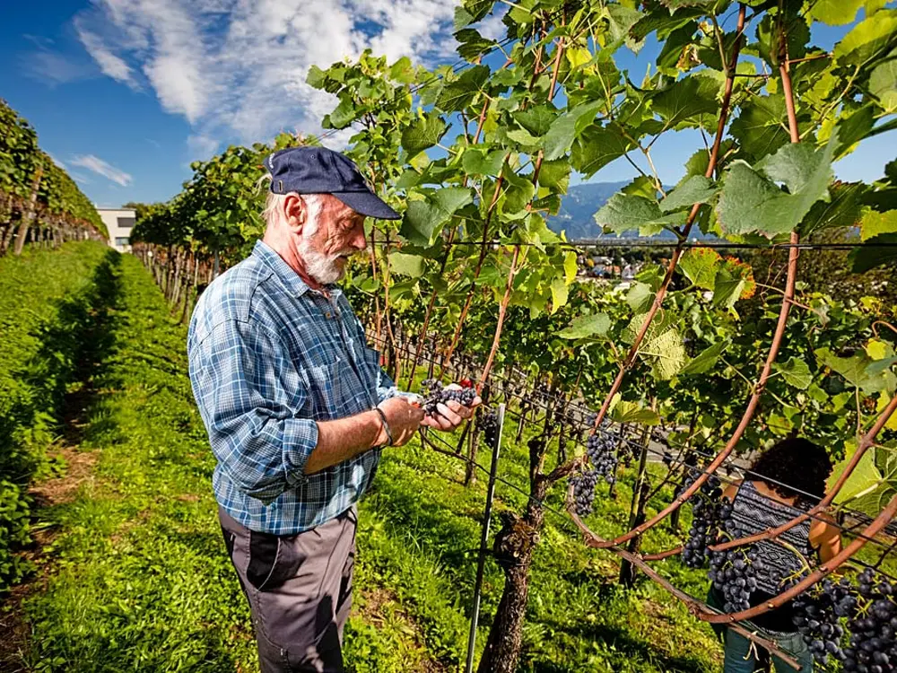 Winzer im Weinberg bei Thal