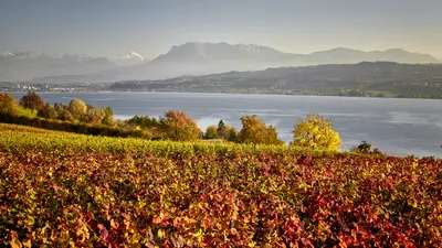 Weinreben vor dem Sempachersee, Herbststimmung