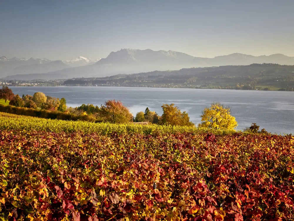 Weinreben vor dem Sempachersee, Herbststimmung