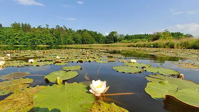 Seerosen auf dem Sempachersee