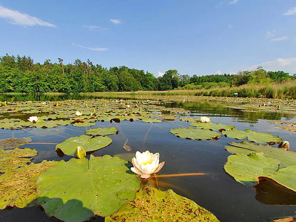Seerosen auf dem Sempachersee /