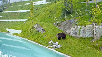 Bär im Bärenpark Bern