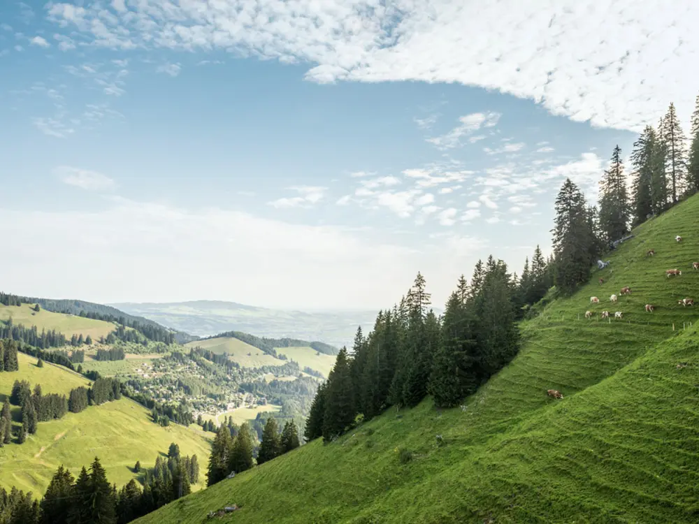 Alp Tsermont am Fuße des Moléson bei Greyerz