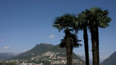 Palmen am Luganer See