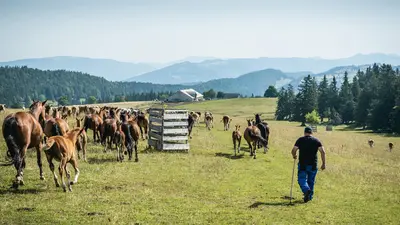 Bauer beim Zusammentreiben des Viehs in Courtelary