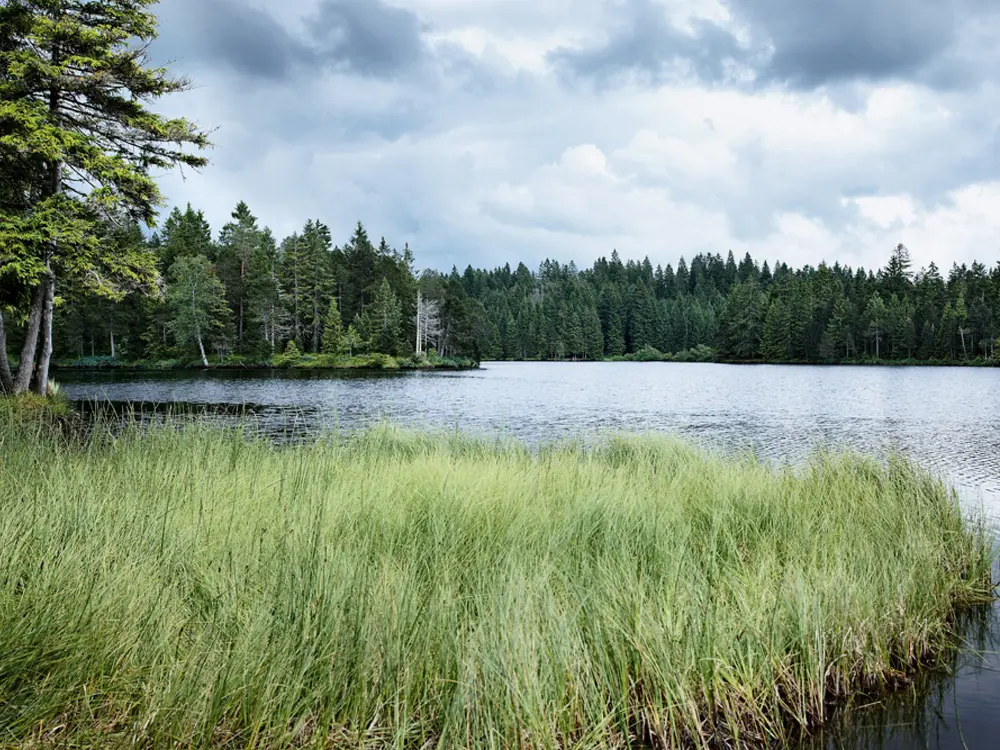 Naturpark Doubs am Etang de la Gruère