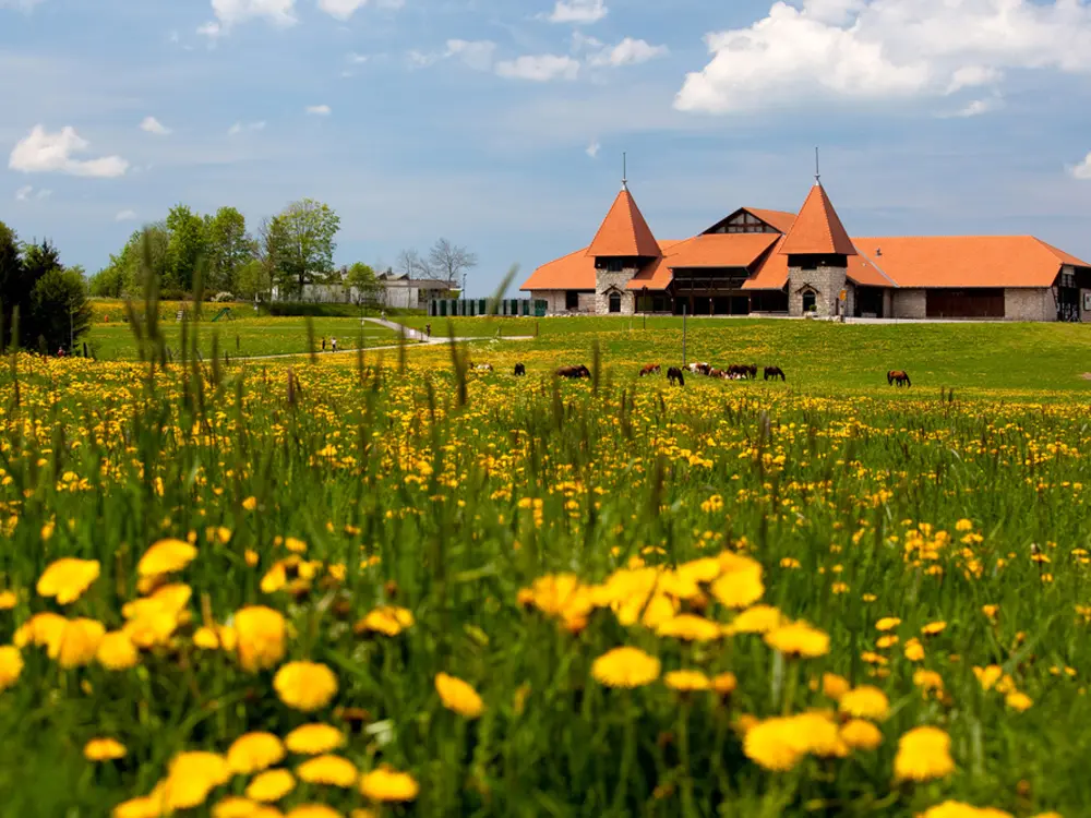 Marche Concours bei Saignelégier