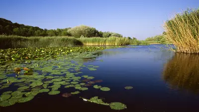 Naturreservat Grande Caricaie im Süden des Neuenburgersees