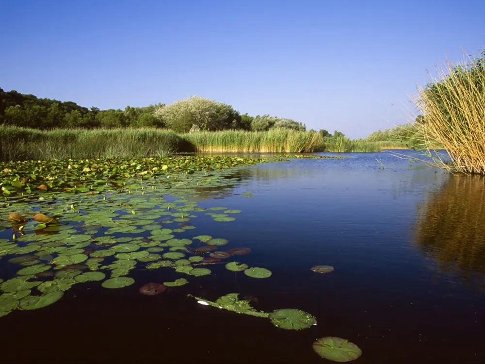 Naturreservat Grande Caricaie im Süden des Neuenburgersees