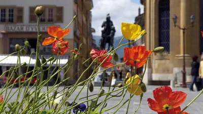 Blumen in der Innenstadt von Yverdon-les-Bains