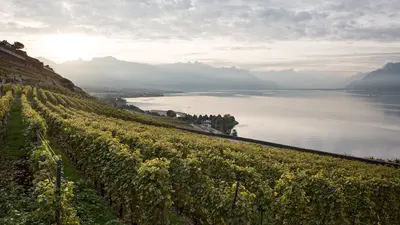 Reben der Domaine de Burignon bei Lausanne