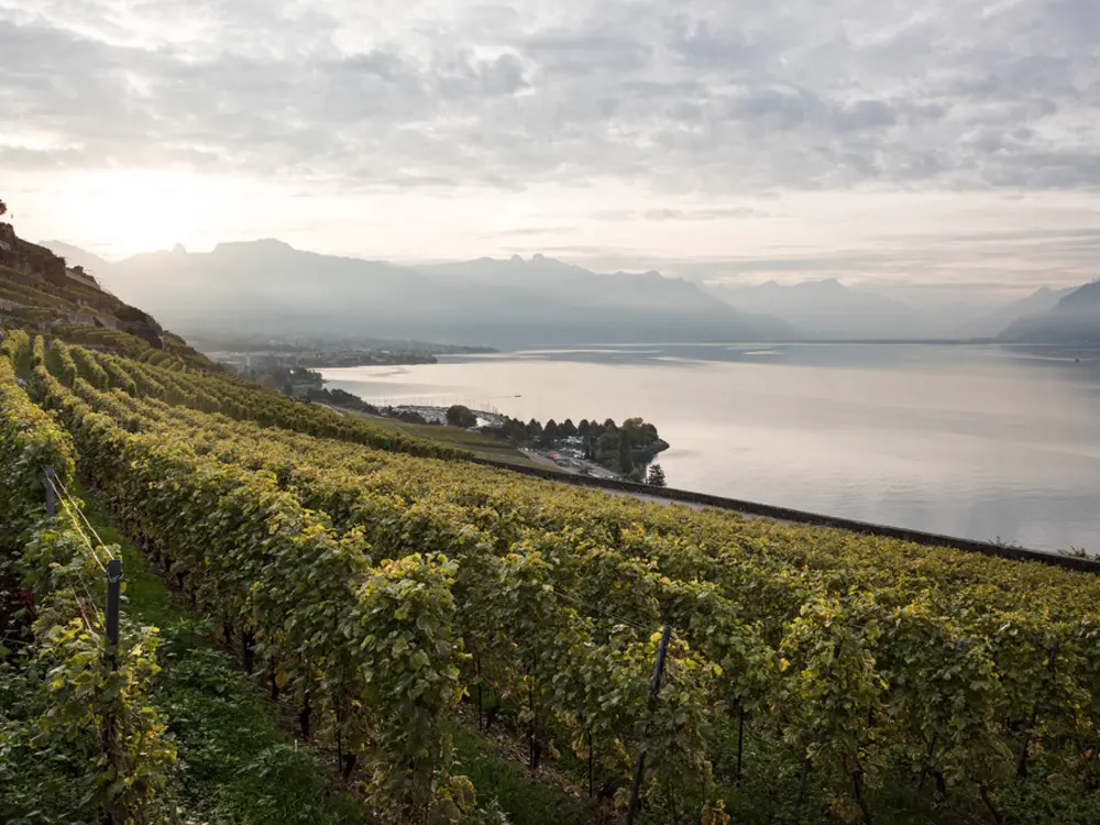 Reben der Domaine de Burignon bei Lausanne