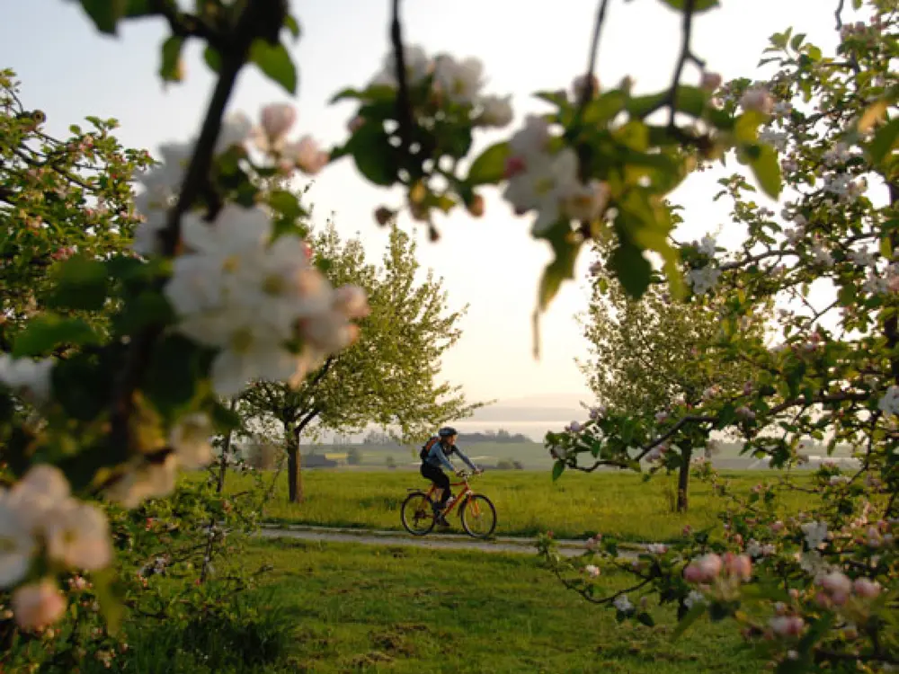 Radfahrerin genießt Stimmung an einem Frühlingsmorgen