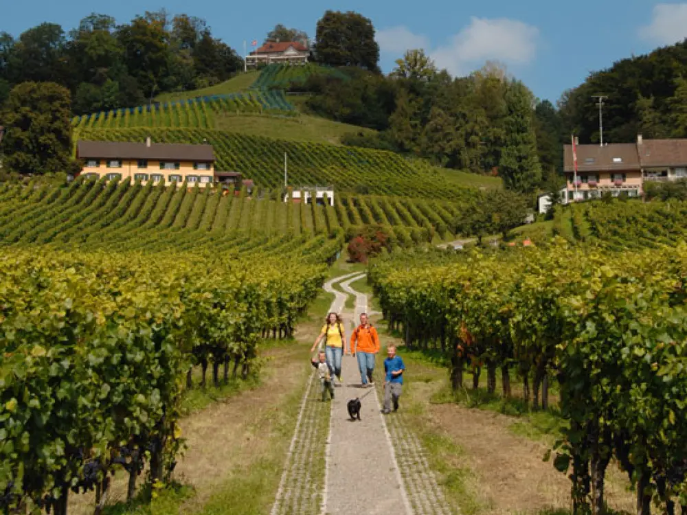 Familienwanderung durch Reben 